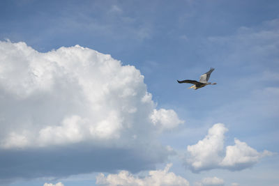 Grey heron and the clouds