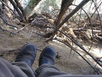 Low section of man standing on tree