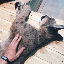 High angle view of cat on hardwood floor