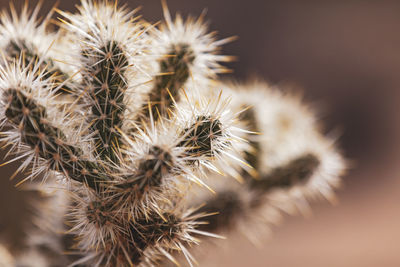 Close-up of dried plant