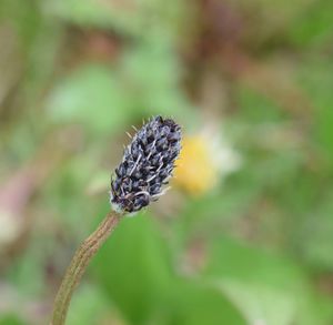 Close-up of flower bud