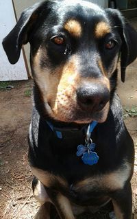 dog