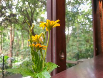 Close-up of yellow flowering plant against window