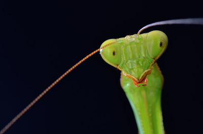 Close-up of insect on leaf against black background