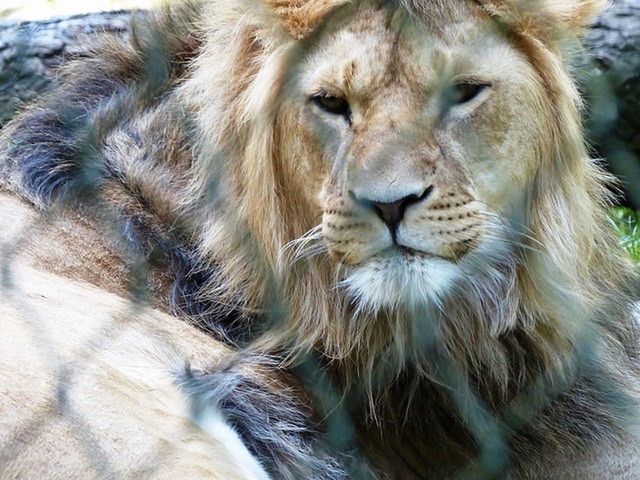 CLOSE-UP PORTRAIT OF TIGER