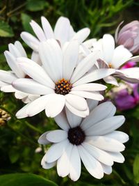 Close-up of white flowers in park