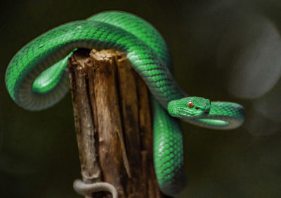 Green viper