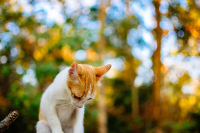 Side view of a cat