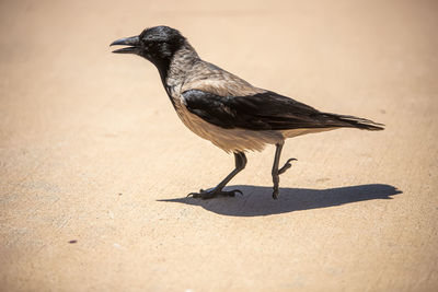 Close-up of a bird