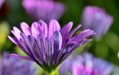 Close-up of purple crocus blooming outdoors