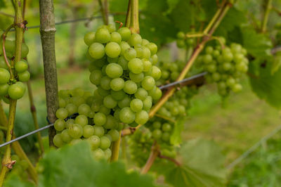 Close-up of grapes growing in vineyard