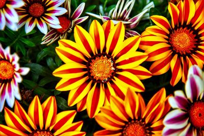 Close-up of orange flowers