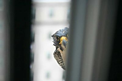 Close-up of eagle perching in cage