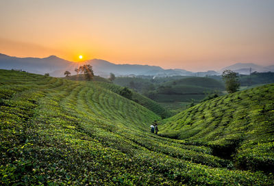 Scenic view of agricultural field against sky during sunset