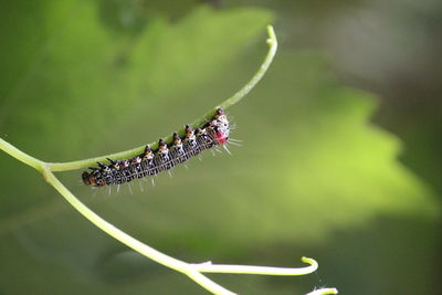 Close-up of insect on leaf