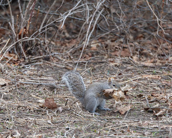 View of squirrel in forest