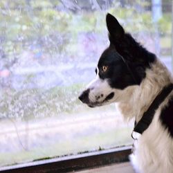 Close-up of dog looking away