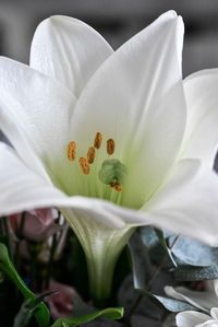 Close-up of white lily