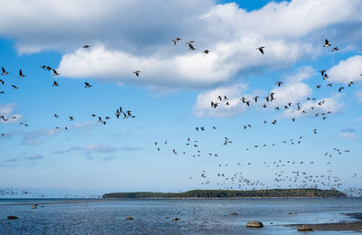 Huge duck flocks forming during bird migration season in northern europe.