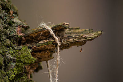 Close-up of wilted plant by tree