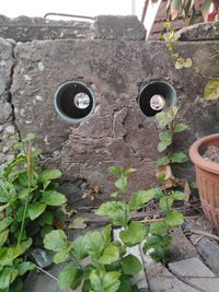 High angle view of plants growing on wall