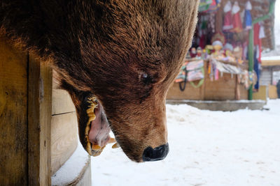 Close-up of animal outdoors