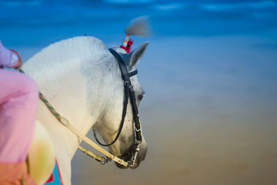 White horse head closed up side view with copy space with rider