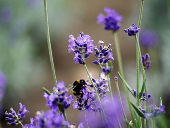 Close-up of bee on purple flowers