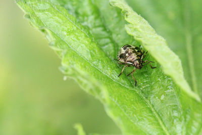 Close-up of fly on leaf