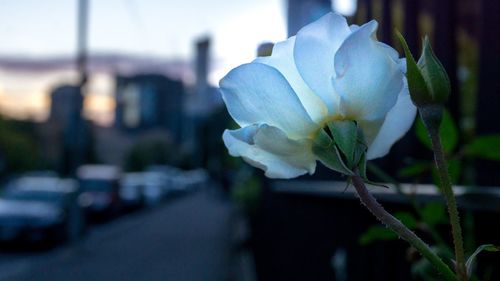 Close-up of white flowering plant