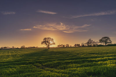 Scenic view of agricultural field against sky during sunset