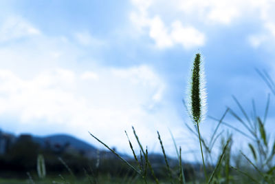 Close-up of stalks against sky