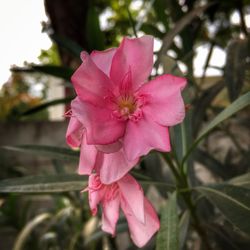 Close-up of pink flower blooming outdoors