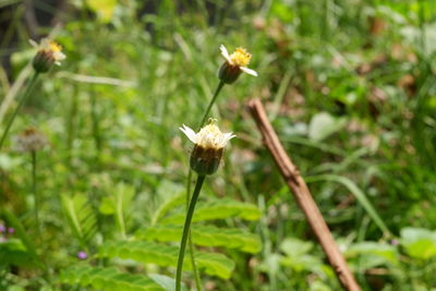 Close-up of white flowering plant on field