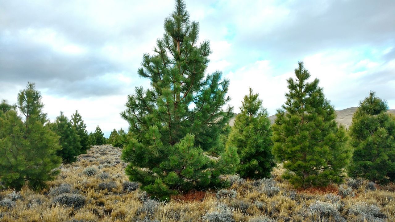 El gran árbol