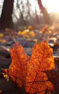Close-up of maple leaves