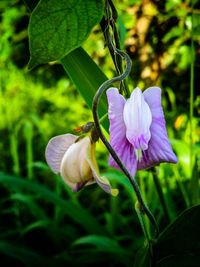 Close-up of honey bee on flower
