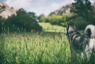 View of a dog on field