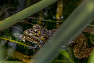 Close-up of frog on leaf