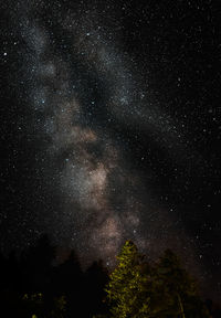 Low angle view of trees against sky at night