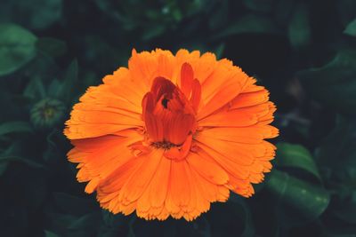 Close-up of orange flower blooming outdoors