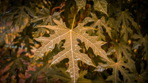 Close-up of christmas tree with leaves