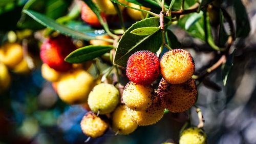 Close-up of fruits on tree