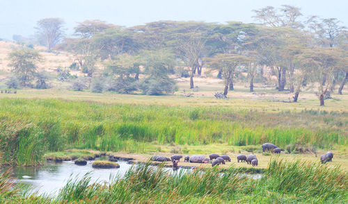 View of sheep on landscape