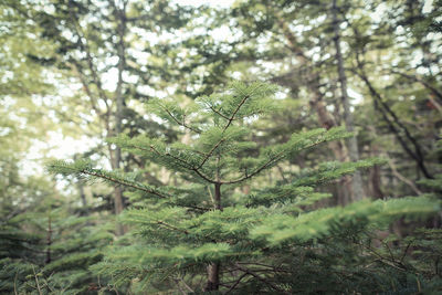 Close-up of plant against blurred background