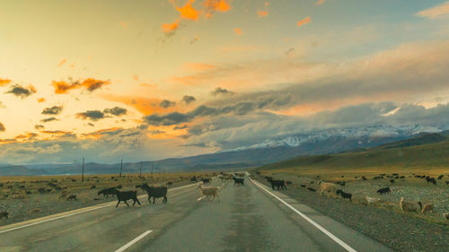 Scenic view of road against sky during sunset