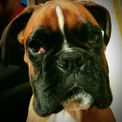 Close-up portrait of dog