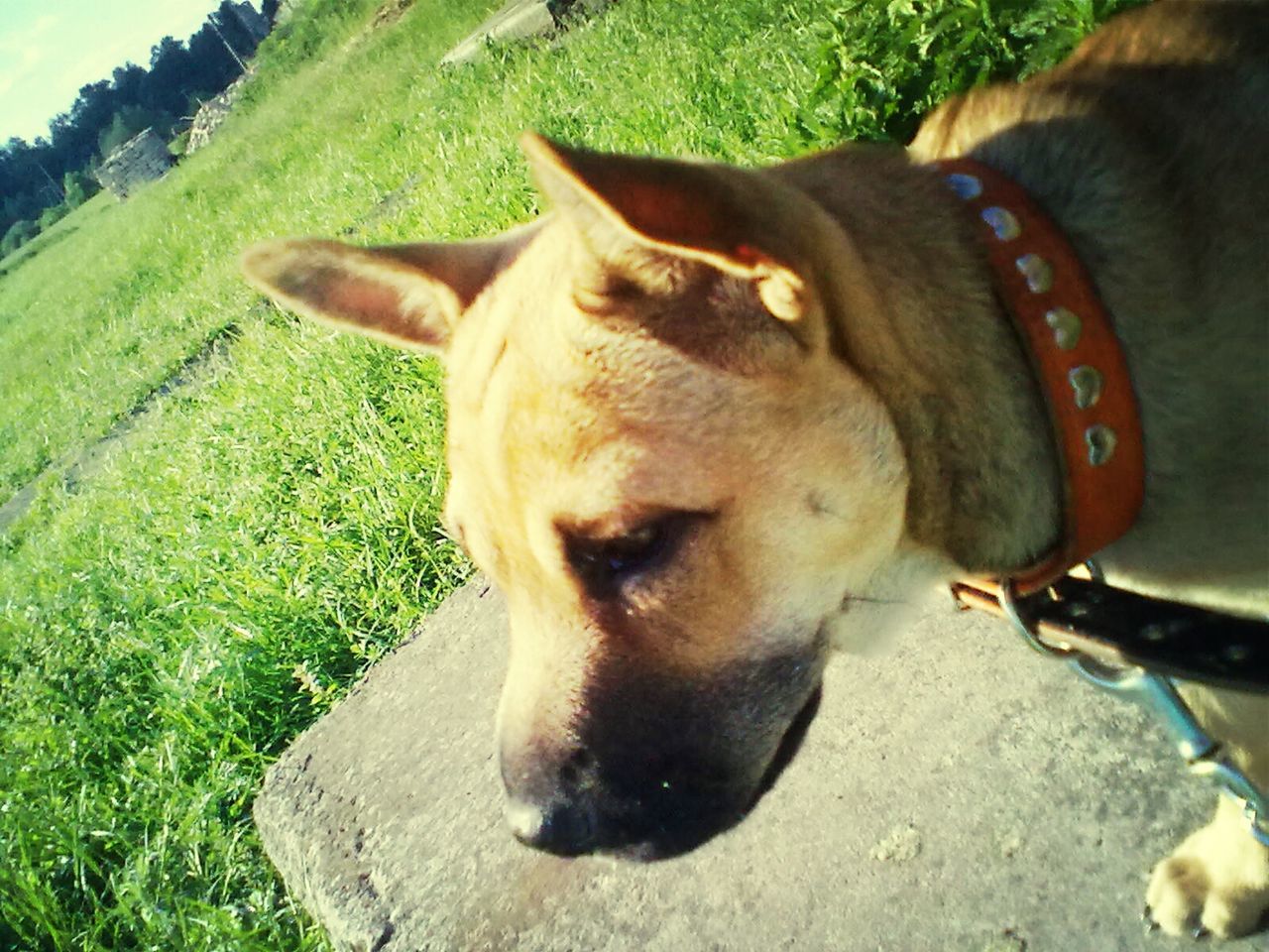 domestic animals, mammal, one animal, animal themes, pets, dog, animal head, grass, portrait, field, close-up, looking at camera, brown, outdoors, pet collar, day, no people, sunlight, part of, animal body part