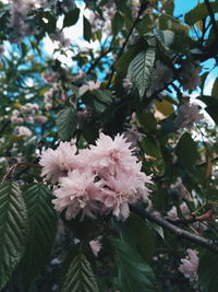 Close-up of flowers on tree