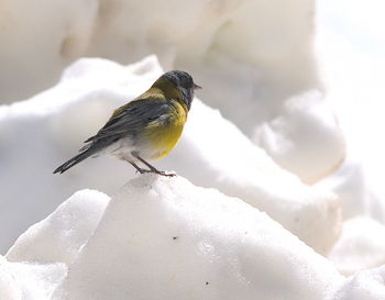 Close-up of bird perching on snow